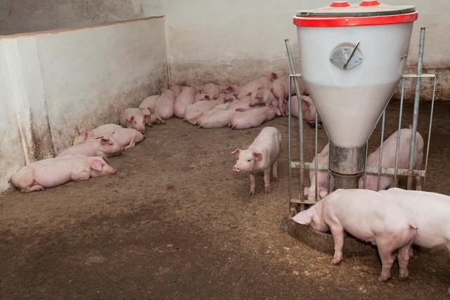 农业部颁布《畜禽屠宰三年行动方案》农民可以自己杀畜禽吃吗?